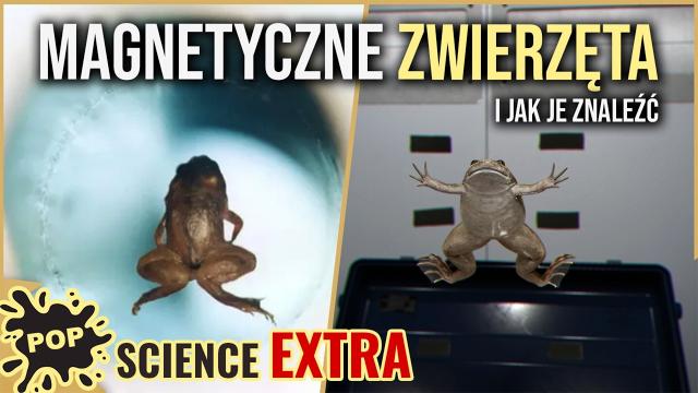 Fizycy sprawili, że żaba zaczęła lewitować - POP Science #118 Extra